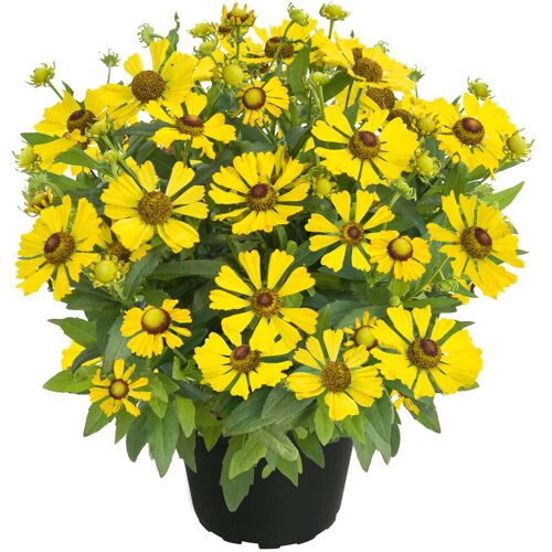 Kölles Beste Sonnenbraut 'Helias Yellow' gelb, Höhe 80 cm, Topf 3 Liter