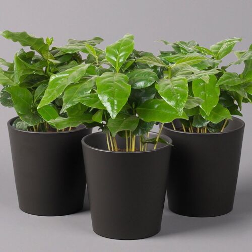 Pflanzen-Kölle Kaffeestrauch mit Keramiktopf anthrazit, Topf-Ø 12cm, Höhe ca. 25 cm, 3er-Set