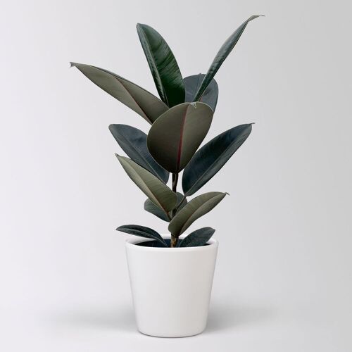 Pflanzen-Kölle Gummibaum 'Abidjan' in Keramiktopf Dallas weiß, Topf-Ø 17 cm, Höhe ca. 55 cm