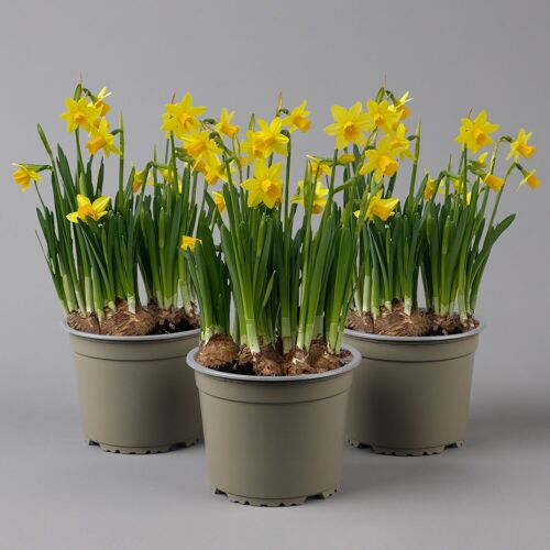 Kölle Narzisse 'Tête-à-Tête' gelb, vorgetrieben, Topf-Ø 15 cm, 3 Pflanzen