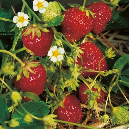 Kölle Bio Bio Erdbeere 'Mara des Bois', Topf 11x 11 cm, 3 Pflanzen