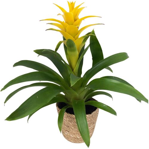 Pflanzen-Kölle Guzmanie 'Diana', gelb, Topf-Ø 12 cm, mit Korb Maki, Höhe ca. 50 cm