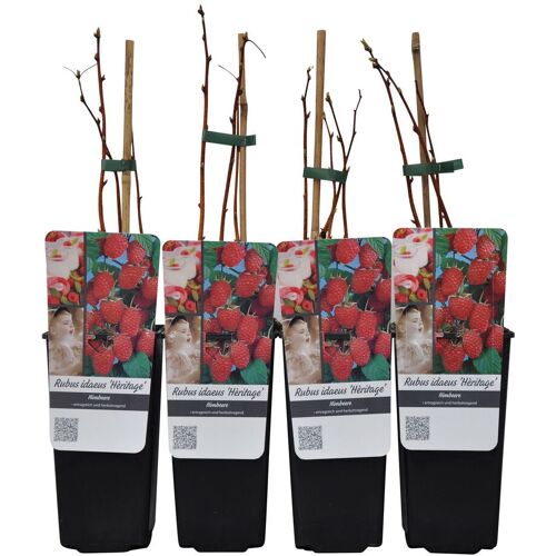 Pflanzen-Kölle Herbsthimbeeren 'Heritage', Topf je 2 Liter, 4 Pflanzen