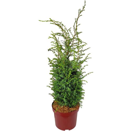 Pflanzen-Kölle Silbriggrüner Säulenwacholder 'Excelsa', Höhe 40-60 cm, Topf 5 Liter, 2er-Set