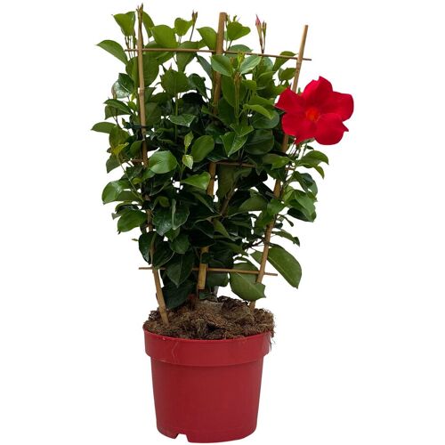 Pflanzen-Kölle Dipladenie, rot, Spalier, Topf-Ø 17 cm, Höhe ca. 50 cm
