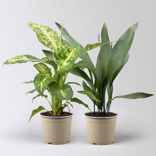 Pflanzen-Kölle Grünpflanzen-Set Schatten-Duo, Topf-Ø 17 cm, 2 Pflanzen
