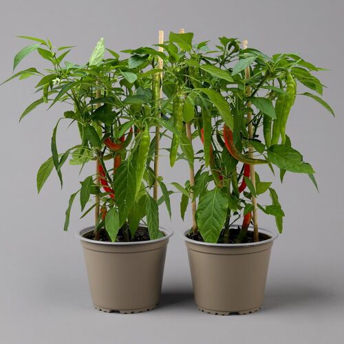 Kölle Chilipflanzen 'Pick-&-Joy® Hot Chili Red', Topf-Ø 14 cm, 2 Pflanzen