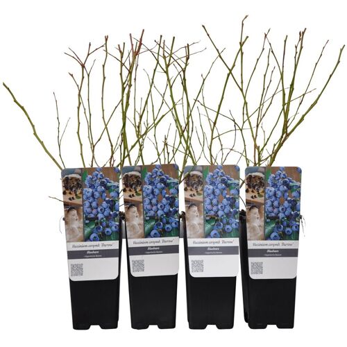 Pflanzen-Kölle Heidelbeeren 'Darrow', Höhe ca. 35 cm, Topf 2 Liter, 4 Pflanzen