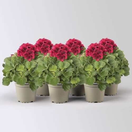 Pflanzen-Kölle Edelgeranie Bella Donna® 'Don Leo®', rot, Topf-Ø 12 cm, 6 Pflanzen