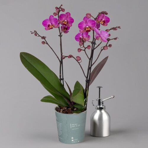 Pflanzen-Kölle Phalaenopsis lila, 2 Rispen, Topf-Ø 12 cm, Höhe ca. 50 cm