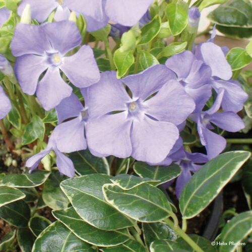 Pflanzen-Kölle Vinca minor 'Ralph Shugert' (Immergrün), 9 cm Topf, 12er-Set