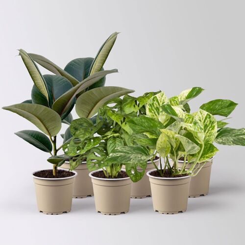 Pflanzen-Kölle Grünpflanzen-Set Pflegeleicht, Topf-Ø 12 cm, 6 Pflanzen