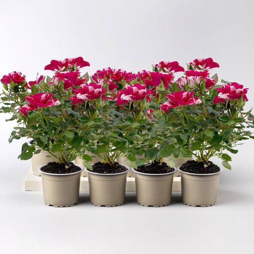 Pflanzen-Kölle Rose 'Gigi', rot-weiß, Mini, Topf-Ø 7 cm, 8 Pflanzen