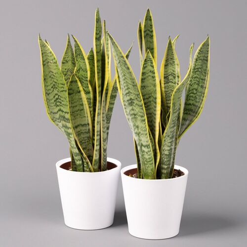 Pflanzen-Kölle Bogenhanf in Keramiktopf Dallas weiß, Topf-Ø 12 cm, Höhe ca. 35-45cm, 2er-Set