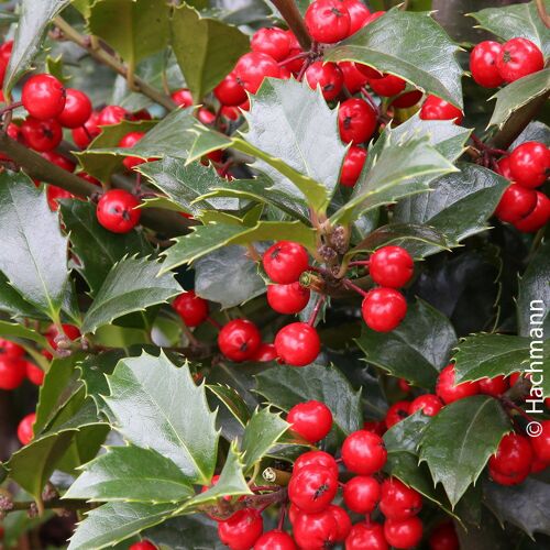 Pflanzen-Kölle Heckenilex 'Heckenfee'®, Stechpalme, 50er-Set, Höhe 40-50 cm, Topf 5 Liter