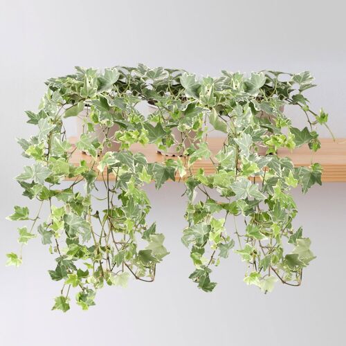 Pflanzen-Kölle Weißbunter Efeu, Topf-Ø 12/13 cm, 3 Pflanzen