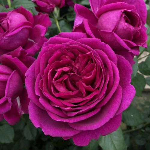 Kölles Beste Duftende Beetrose 'Für Elise'®, violett, Topf 5 Liter