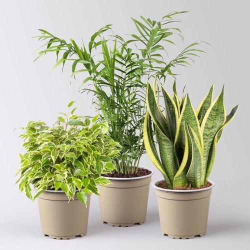 Pflanzen-Kölle Grünpflanzen-Set Guter Schlaf grün-gelb, Topf-Ø 12 cm, 3 Pflanzen