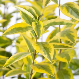 Pflanzen-Kölle Heckenset Gold-Liguster 'Aureum', 25er-Set, Höhe 60-80 cm, Topf je 7,5 Liter Pflanzen-Kölle Heckenset Gold-Liguster 'Aureum', 25er-Set, Höhe 60-80 cm, Topf je 7,5 Liter