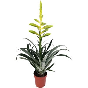 Pflanzen-Kölle Tillandsie oerstediana, gelb, Topf-Ø 12 cm, Höhe ca. 50 cm Pflanzen-Kölle Tillandsie oerstediana, gelb, Topf-Ø 12 cm, Höhe ca. 50 cm