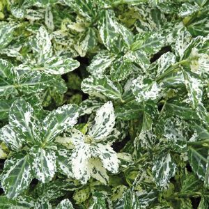 Pflanzen-Kölle Euonymus fortunei 'Harlequin', Topf-Ø 9 cm, 12er-Set Pflanzen-Kölle Euonymus fortunei 'Harlequin', Topf-Ø 9 cm, 12er-Set