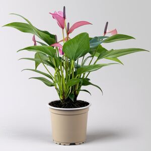 Pflanzen-Kölle Flamingoblume 'Zizou' lila-dunkelrosa, Topf-Ø 12 cm Pflanzen-Kölle Flamingoblume 'Zizou' lila-dunkelrosa, Topf-Ø 12 cm