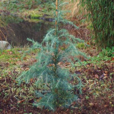 Pflanzen-Kölle Himalaya-Zeder (Cedrus deodara), 2er-Set, Höhe ca. 40-60 cm, Topf 3 Liter Pflanzen-Kölle Himalaya-Zeder (Cedrus deodara), 2er-Set, Höhe ca. 40-60 cm, Topf 3 Liter