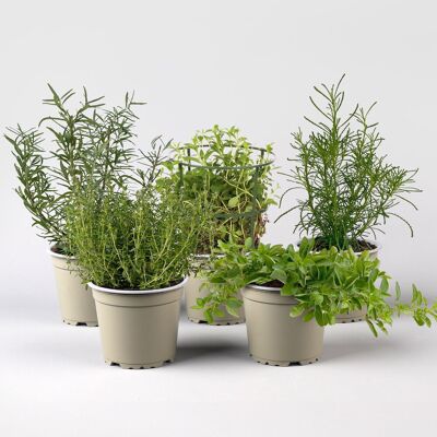 Kölle Bio Bio Grillkräuter-Set, Topf-Ø 12cm, 5 Pflanzen Kölle Bio Bio Grillkräuter-Set, Topf-Ø 12cm, 5 Pflanzen