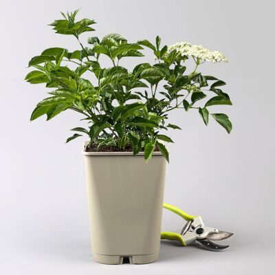 Pflanzen-Kölle Großfruchtiger schwarzer Holunder 'Sampo', Höhe 40-60 cm, Topf 5 Liter Pflanzen-Kölle Großfruchtiger schwarzer Holunder 'Sampo', Höhe 40-60 cm, Topf 5 Liter