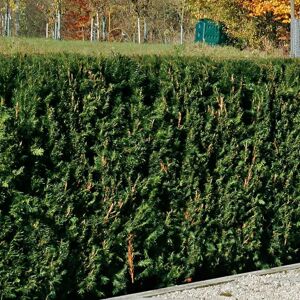 Pflanzen-Kölle Heckeneibe Taxus baccata 'Westerstede', 100er-Set, Höhe 30/40 cm, Topf 3 Liter