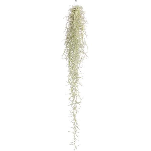 Dehner – Spanisches Moos, Tillandsien, hängend, Tillandsia usneoides, Deko für Terrarium, Länge 40 – 50 cm