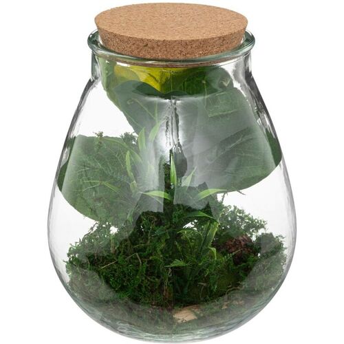 ATMOSPHERA Terrarium Bota Glas – H29 -5 cm Atmosphera grün