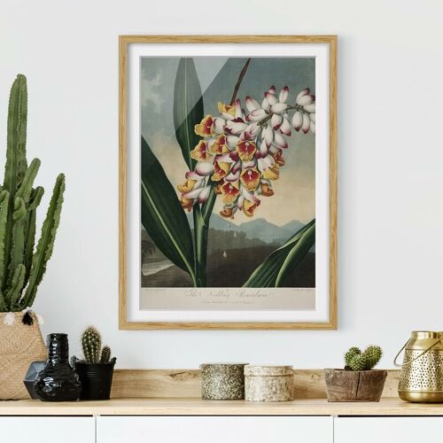 MICASIA Bild mit Rahmen – Botanik Vintage Illustration Ingwer mit Blüte Größe HxB: 40cm x 30cm, Rahmen: Eiche