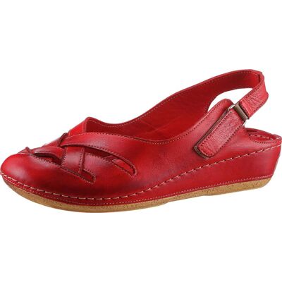 Gemini Slipper rot female 36 Gemini Slipper rot female 36