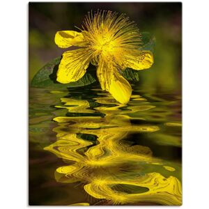Artland Wandbild »Wasserblüte - Johanniskraut«, Spa Bilder, (1 St.), als Alubild, Leinwandbild, Wandaufkleber oder Poster in versch. Größen  unisex gelb