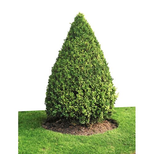 BCM Gehölze »Buchsbaum Kegel«, (1 St.), Buchsbaum-Kegel 70 cm, 1 Pflanze  unisex grün