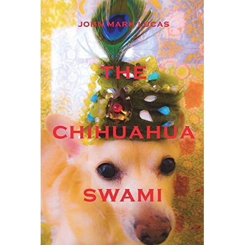 Lucas - The Chihuahua Swami