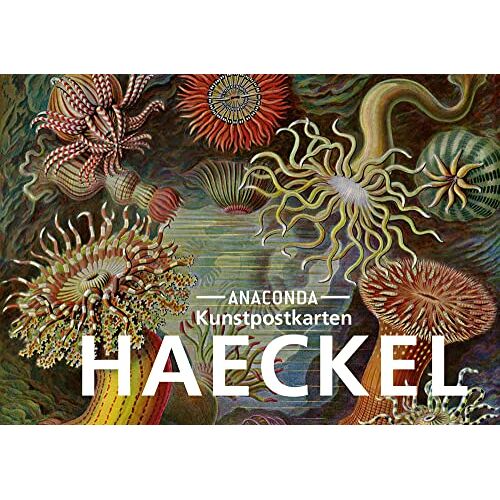- Postkarten-Set Ernst Haeckel: 18 Kunstpostkarten aus hochwertigem Karton. ca. 0,28€ pro Karte (Anaconda Postkarten, Band 30)