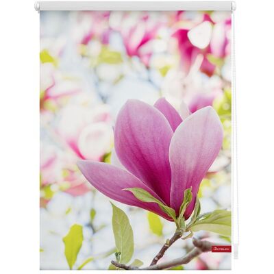 Lichtblick Magnolie Rose - Rollos - 80x150cm Lichtblick Magnolie Rose - Rollos - 80x150cm