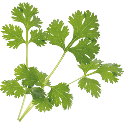 VERITABLE VER A10-COR003 - Indoor Garden, Bio-Koriander VERITABLE VER A10-COR003 - Indoor Garden, Bio-Koriander
