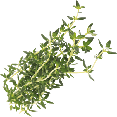 VERITABLE VER A10-THY005 - Indoor Garden, Bio-Thymian VERITABLE VER A10-THY005 - Indoor Garden, Bio-Thymian