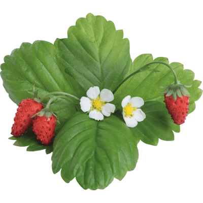 VERITABLE VER P5-FRA029 - Indoor Garden, Wald-Erdbeere, rot VERITABLE VER P5-FRA029 - Indoor Garden, Wald-Erdbeere, rot