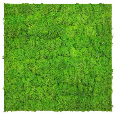 Jangal Wandpaneel Modular Wall Bright Green Moos 52 x 52 cm Jangal Wandpaneel Modular Wall Bright Green Moos 52 x 52 cm