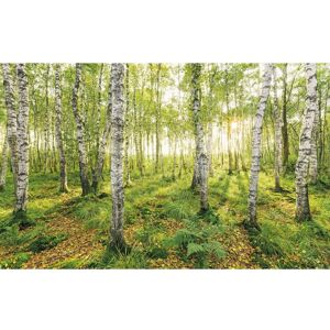 KOMAR Birkenbäume Vliestapete - 400x250cm - Grün KOMAR Birkenbäume Vliestapete - 400x250cm - Grün
