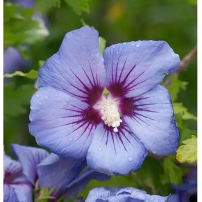 Die Nr-01.de Garteneibisch Marina 80-100cm - Hibiscus Die Nr-01.de Garteneibisch Marina 80-100cm - Hibiscus
