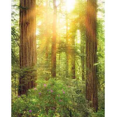 KOMAR Wald Tapete - 200x250cm, Einfach zu Montieren, Umweltfreundlich KOMAR Wald Tapete - 200x250cm, Einfach zu Montieren, Umweltfreundlich