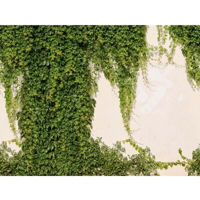 AS-Creation Livingwalls Fototapete Hedera Grün und Creme-Beige 371 x 280 cm AS-392271 AS-Creation Livingwalls Fototapete Hedera Grün und Creme-Beige 371 x 280 cm AS-392271