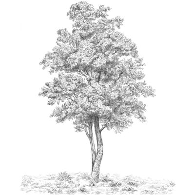 Komar - Arbre - 200x250 - Weiß - Wall mural Komar - Arbre - 200x250 - Weiß - Wall mural
