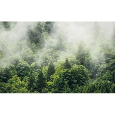 KOMAR Wald Land Tapete - Bunt - 400x250cm KOMAR Wald Land Tapete - Bunt - 400x250cm