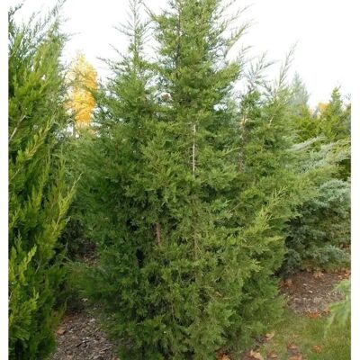 Die Nr-01.de Blaureif Wacholder 60-80cm - Juniperus virginiana Die Nr-01.de Blaureif Wacholder 60-80cm - Juniperus virginiana